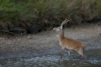 Red deer eagle (Cervus elaphus) crossing a pond, Germany