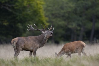 The red deer (Cervus elaphus) roars almost non-stop, while the wild deer graze unperturbed,