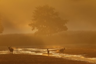 The red deer (Cervus elaphus) tries to prevent the red deer from moving into the adjacent reed belt