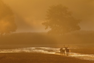 A middle-aged red deer (Cervus elaphus) follows a red deer and calf in the most beautiful morning