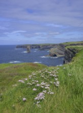Common yarrow (Achilea millefolium) and cliff coast of, Kilkee, County Clare, Ireland