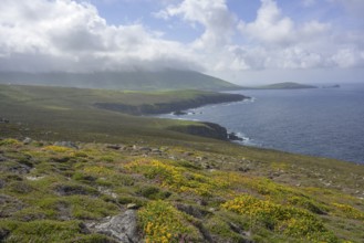 Blooming broom and rocky coast seen from Clogher Head, Clogher, Kerry, Ireland