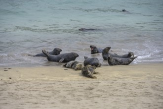 Seals on the beach, Great-Blasket Island, Dunquin, Kerry, Ireland