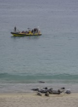 Tour boat and seals on the beach, Great-Blasket Island, Dunquin, Kerry, Ireland