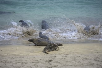 Seals flee into the sea, Great-Blasket Island, Dunquin, Kerry, Ireland