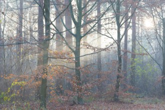 European beech with remnants of autumn-coloured foliage in a misty forest, rays of light, European
