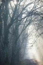 Rays of light in a foggy forest illuminate a path, light-flooded forest path, gnarled trees