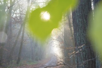 Sunlight falls through a hole in a large green leaf, light rays fall on a forest path in fog,