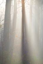 Light-flooded forest, rays of light and shadow, sunbeams, dense trees, fascinating, light rays,