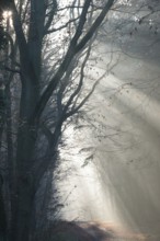 Rays of light in a foggy forest illuminate a path, light-flooded forest path, gnarled oak, rustic,