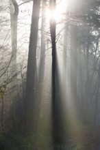 Light-flooded forest, rays of light and shadow, sunbeams, dense straight trees, fascinating, light