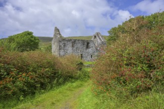 House ruin and blooming fuchsia hedges, Kilmalkedar, Kerry, Ireland