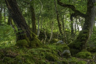 Primeval forest, Killarney National Park, Muckross, Kerry, Ireland