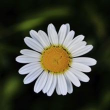 Low-nutrient meadow daisy Low-nutrient meadow daisy (Chrysanthemum leucanthemum), flower against a