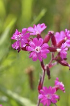 Red campion (Silene dioica), close-up of a flower in a meadow, Wilnsdorf, North Rhine-Westphalia,
