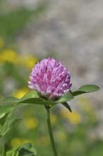 Meadow clover, red clover (Trifolium pratense), flower in a meadow, medicinal herb, Wilnsdorf,
