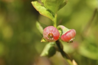 Blueberry blossom (Vaccinium myrtillus), European blueberry, blueberry, wild blueberry (Vaccinium