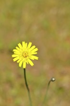 Mouse-ear hawkweed, also known as mouse-eared hawkweed or long-haired hawkweed (Hieracium