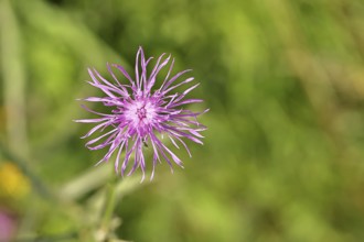 Meadow knapweed or common knapweed (Centaurea jacea), flower, Wilnsdorf, North Rhine-Westphalia,
