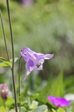 Columbine (Aquilegia vulgaris), pink flower at the edge of a forest, in spring, Wilnsdorf, North