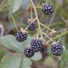 Blackberries (Rubus fruticosus), ripe fruit on a bush in a forest, Wilnsdorf, North