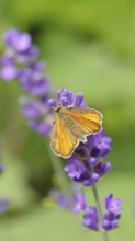 Large skipper (Ochlodes venatus), collecting nectar from a flower of Common lavender (Lavandula