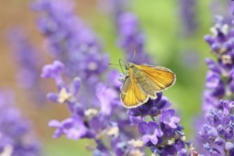 Large skipper (Ochlodes venatus), collecting nectar from a flower of Common lavender (Lavandula