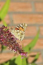 Thistle butterfly (Vanessa cardui) on a flower of the butterfly bush (Buddleja davidii), butterfly