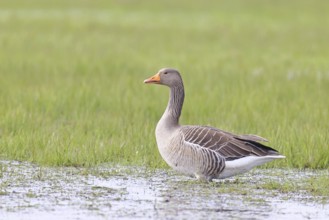 Grey goose (Anser anser) on a moor, DÃ¼mmer, Lake DÃ¼mmer, Ochsenmoor, HÃ¼de, Lower Saxony, Germany