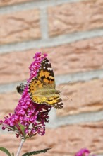 Thistle butterfly (Vanessa cardui) on a flower of the butterfly bush (Buddleja davidii), in a