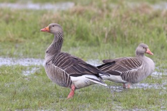 Grey goose (Anser anser) pair on a moor, DÃ¼mmer, Lake DÃ¼mmer, Ochsenmoor, HÃ¼de, Lower Saxony,