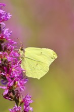 Lemon butterfly (Gonepteryx rhamni) feeding on a flower of purple loosestrife (Lythrum salicaria),
