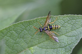 House field wasp (Polistes dominula), on a leaf of dark mullein (Verbascum nigrum), Wilnsdorf,