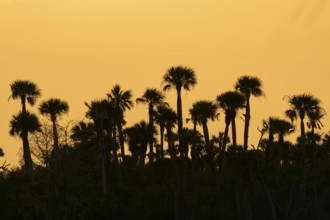 Palm trees as silhouettes against an orange sky at sunset, tropical atmosphere, spring, Orlando