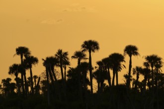 Silhouettes of palm trees against orange sky at sunset, calming tropical scenery, spring, Orlando
