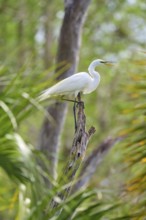 A Great White Heron on a branch in a green forest-like environment, Great Egret (Egretta alba),