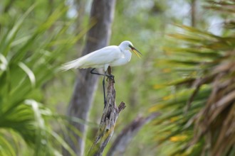 A white egret sits on a branch in the middle of green nature, surrounded by trees, Great Egret