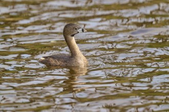 A bird in the middle of the water, accompanied by a natural environment, Little Grebe (Podilymbus
