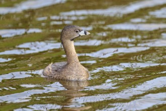 Bird with brown plumage swimming peacefully on the water, Grebe (Podilymbus podiceps), spring,