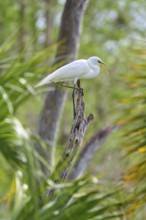 A white egret sitting on a branch in green surroundings, surrounded by trees, Great Egret (Egretta