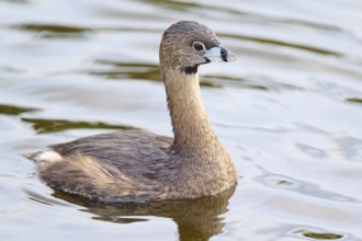 A brown bird swimming on calm water in a natural environment, Little Grebe (Podilymbus podiceps),