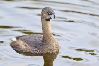 Brown bird in natural posture on calm water surface, Little Grebe (Podilymbus podiceps), spring,