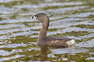 Small bird in brown plumage swimming over the water, Little Grebe (Podilymbus podiceps), spring,