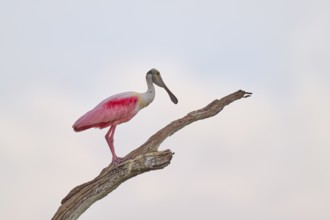 A spoonbill stands on a branch and looks attentively, background of bright sky, roseate spoonbill