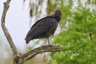 Close-up of a vulture on a bent branch, surrounded by green foliage, Turkey Vulture (Cathartes