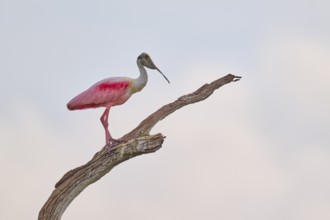 A spoonbill sits peacefully on a bare branch against a bright sky, Roseate spoonbill (Ajaja ajaja),
