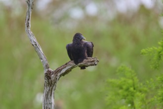 Another vulture on a branch, similar to the previous image, against a green background, Turkey
