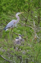 A heron in the nest, accompanied by two young birds, on a branch in the cypress forest, Canada