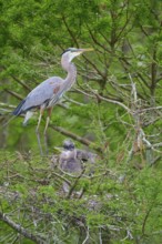 Heron on a tree with two young birds in the nest, surrounded by green cypress forest, Canada Heron