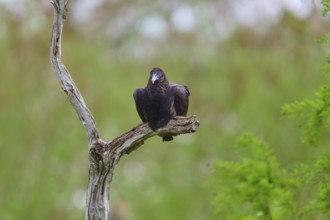 A vulture sits lonely on a bare branch in front of a green, blurred background, Turkey Vulture